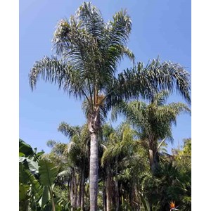Syagrus romanzoffiana 15 l 200-250 cm