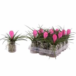 Tillandsia cyanea tillandsia raquette 0,7 l