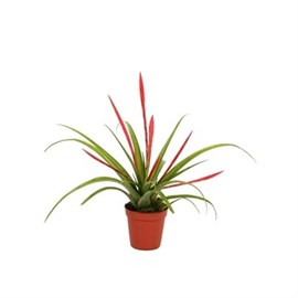 Tillandsia flabellata tillandsia rouge 0,7 l