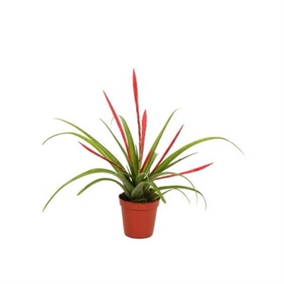 Tillandsia flabellata tillandsia rouge 0,7 l