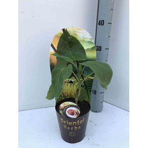 Tomates en arbre ou tamarillo 3 l 20-40 cm