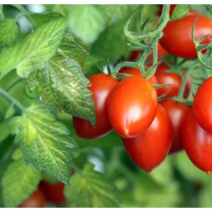 Tomates en arbre ou tamarillo 3 l 20-40 cm