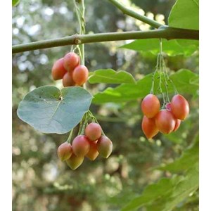 Tomates en arbre ou tamarillo 3 l 20-40 cm