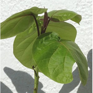 Tomates en arbre ou tamarillo 3 l 20-40 cm