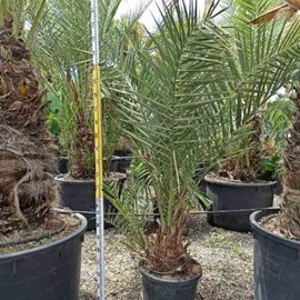 Véritable dattier 110 l 230-270 cm