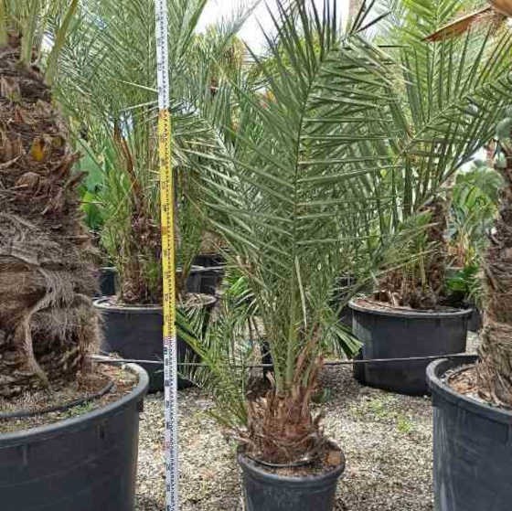 Jardin Tropic - Véritable dattier 110 l 230-270 cm