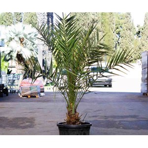 Véritable dattier 110 l 230-270 cm