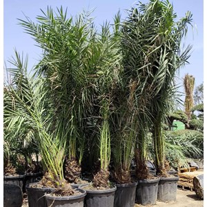 Véritable dattier 110 l 230-270 cm