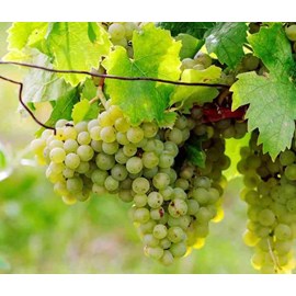 Vigne à raisin blanc himrot 2 l 50-70 cm