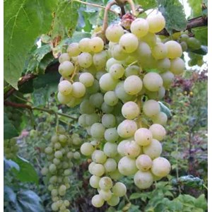 Vigne à raisin blanc himrot 2 l 50-70 cm