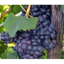 Vigne à raisin boskoop glorie 2 l 50-70 cm