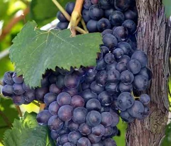 Vigne à raisin boskoop glorie 2 l 50-70 cm
