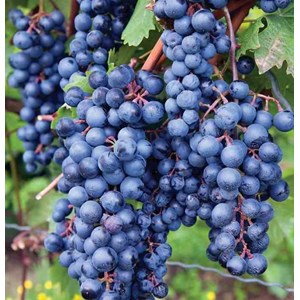 Vigne à raisin rouge labrusca 2 l 50-70 cm