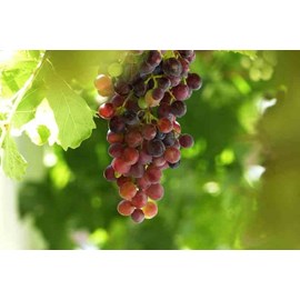 Vigne à raisin rouge sans pépins 2 l 50-70 cm