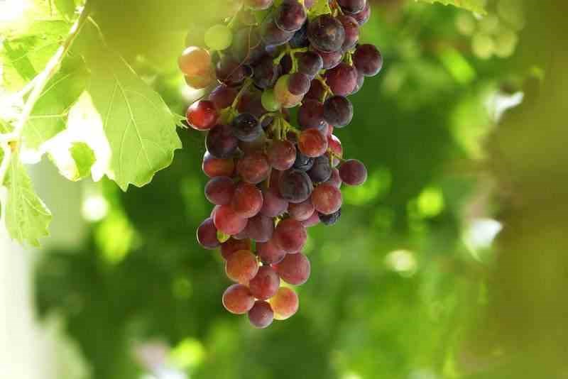 Vigne à raisin rouge sans pépins 2 l 50-70 cm