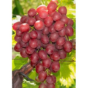 Vigne à raisin rouge sans pépins 2 l 50-70 cm