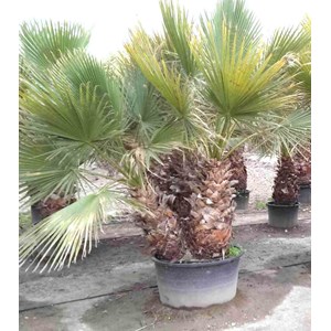 Washingtonia 40 l 140-160 cm