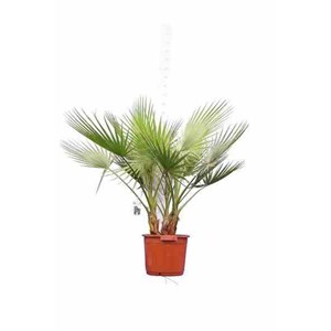 Washingtonia 10 l 120-140 cm