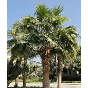 Washingtonia 10 l 120-140 cm