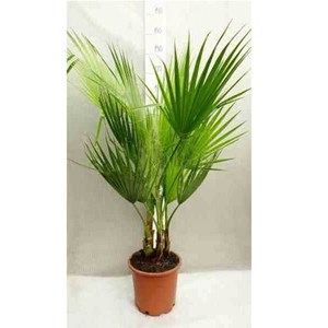 Washingtonia 110 l 175-200 cm pied 80-100