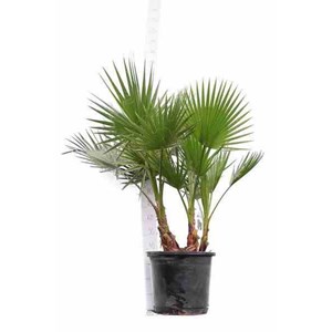 Washingtonia 110 l 175-200 cm pied 80-100