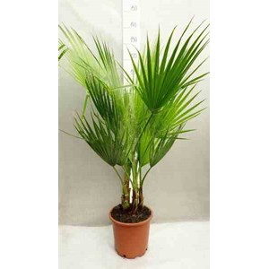 Washingtonia 2 l 30-50 cm
