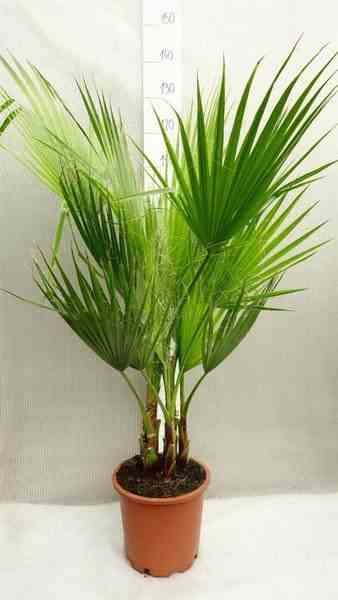 Washingtonia 5 l 80-100 cm