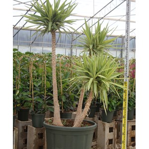 Yucca elephantipes 'jewel' 50 l 150-175 cm