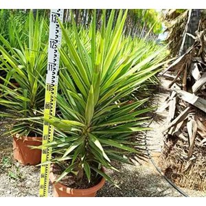 Yucca elephantipes 'jewel' 6 l -60-80 cm