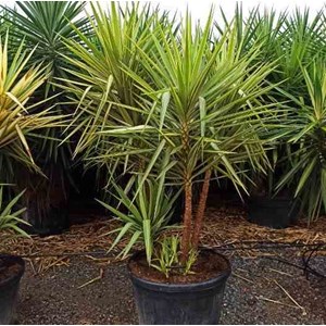 Yucca elephantipes 'jewel' 6 l -60-80 cm