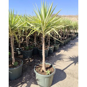 Yucca elephantipes 'jewel' 6 l -60-80 cm