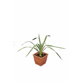 Yucca filamentosa 2 l 20-40 cm