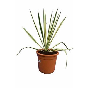 Yucca filamentosa 2 l 20-40 cm