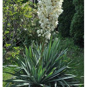 Yucca filamentosa 2 l 20-40 cm