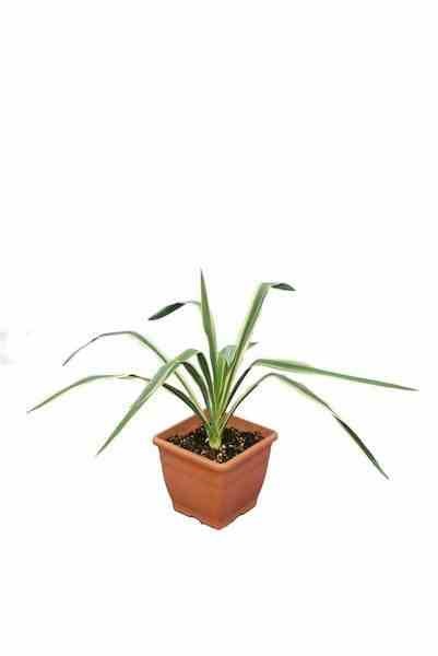 Jardin Tropic - Yucca filamentosa 8 l 60-80 cm
