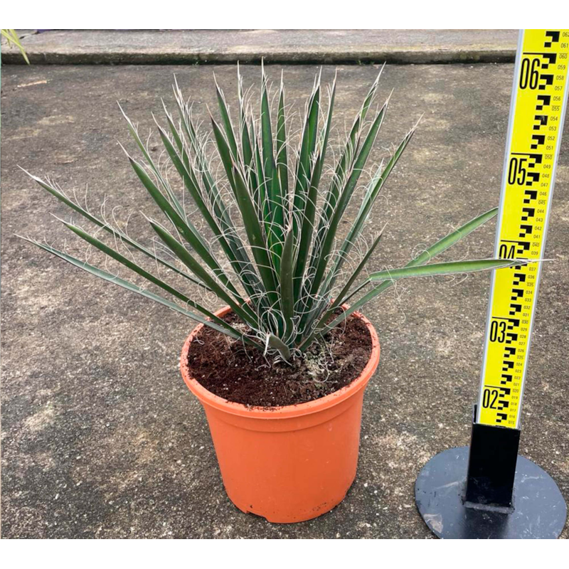 Jardin Tropic - Yucca filifera 130 l 150-175 cm