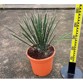 Yucca filifera 2 l 20-40 cm