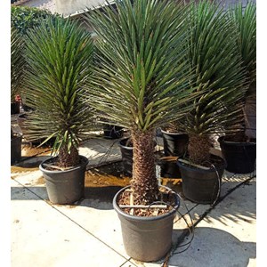 Yucca filifera 2 l 20-40 cm