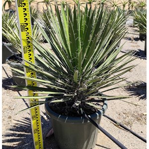 Yucca filifera 8 l 60-80 cm