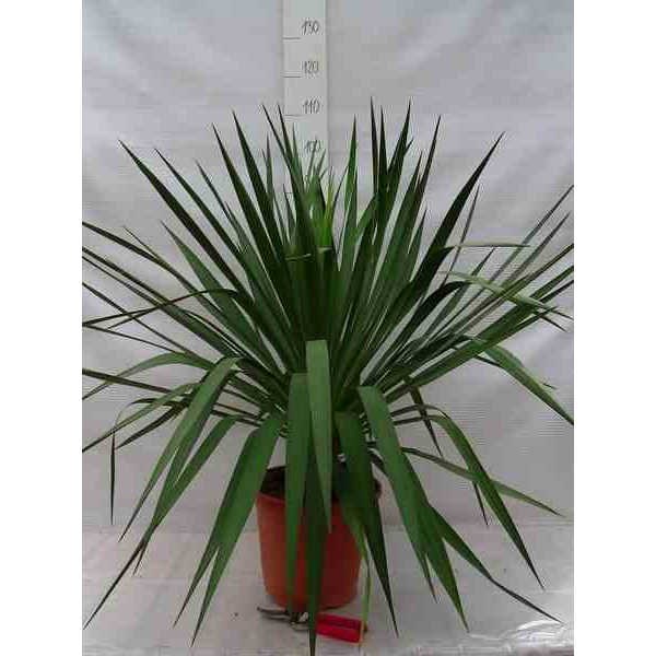 Yucca gloriosa 8 l 60-80 cm