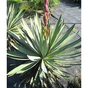 Yucca gloriosa 8 l 60-80 cm