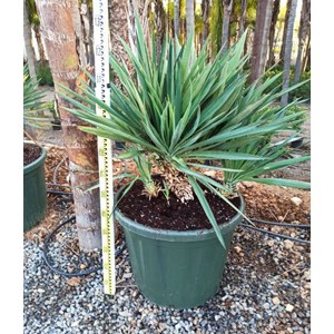 Yucca gloriosa 8 l 60-80 cm