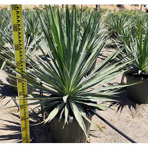 Yucca gloriosa 25 l 80-100 cm