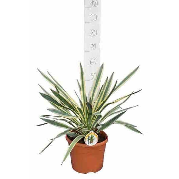 Jardin Tropic - Yucca gloriosa variegata 9 l 50-60 cm