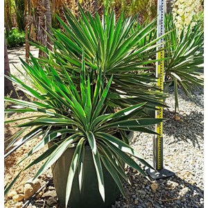 Yucca gloriosa variegata 9 l 50-60 cm