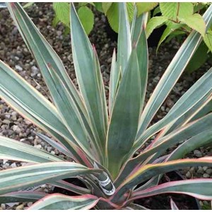 Yucca gloriosa variegata 25 l 80-100 cm