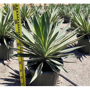 Yucca gloriosa variegata 25 l 80-100 cm