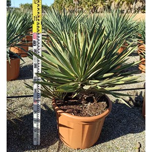 Yucca gloriosa variegata 25 l 80-100 cm