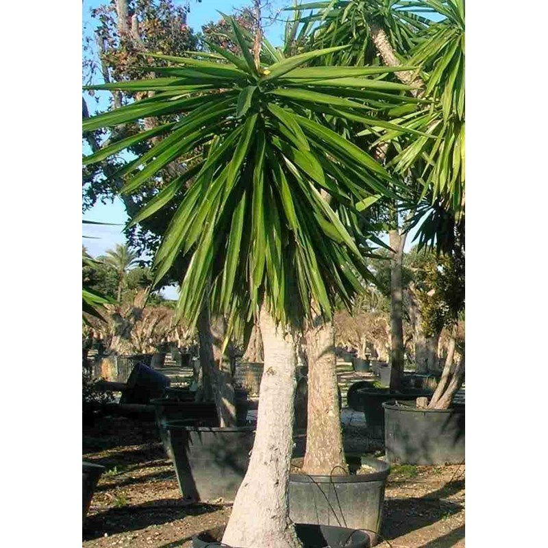 Jardin Tropic - Yucca pied d'éléphant 20 l 110-130 cm