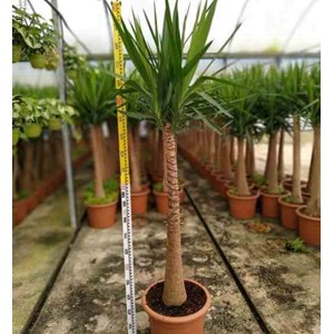 Yucca pied d'éléphant 20 l 110-130 cm